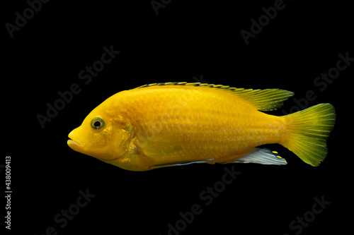 yellow fish on a black background