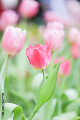 Colorful tulip field  summer flowerwith green leaf with blurred flower as background