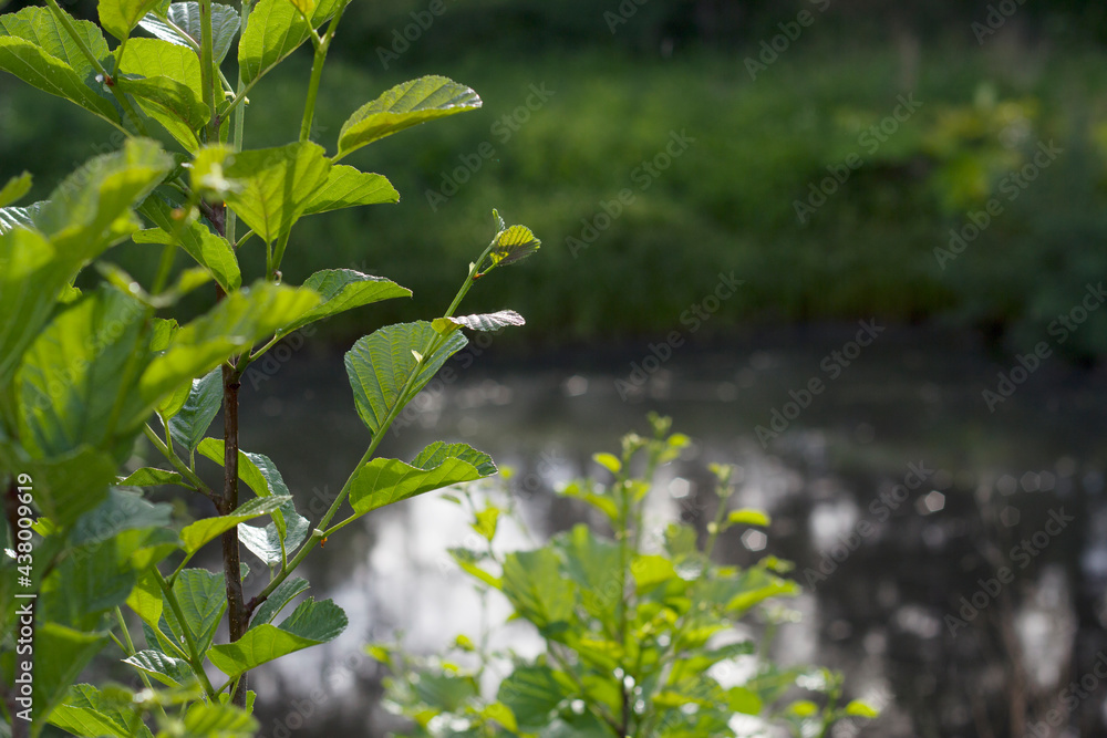 Obraz premium Rainy evening near the little pond with green grasses. Seasonal background with fresh new leaves. Summer nature.