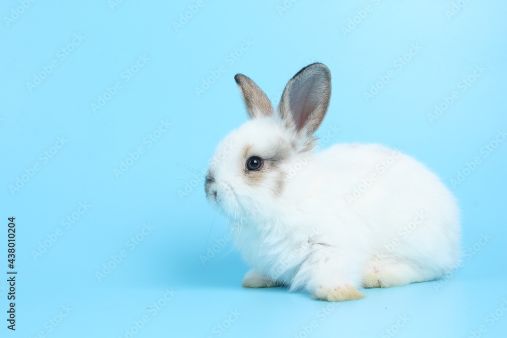 Baby lovely rabbit on blue background. Cute fluffy little bunny with bright blue screen.