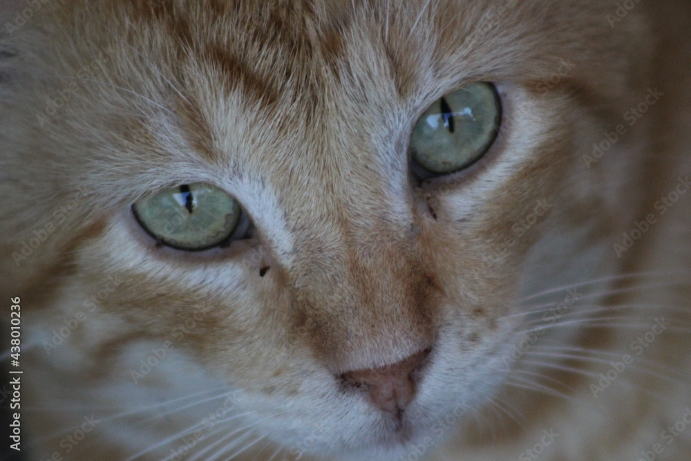 close up of a cat