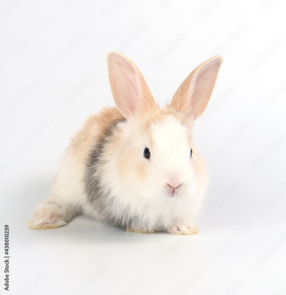 Young adorable bunny stand on white background. Cute baby rabbit for Easter and new born celebretion. 1 month pet Young adorable bunny stand on white background. Cute baby rabbit for Easter and new born celebretion. 1 month pet