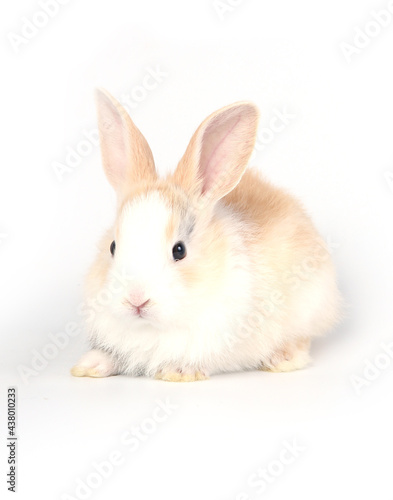 Young adorable bunny stand on white background. Cute baby rabbit for Easter and new born celebretion. 1 month pet