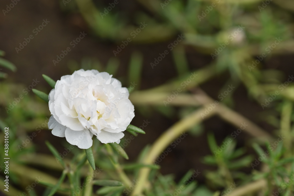 white flower in the garden white flower in the garden