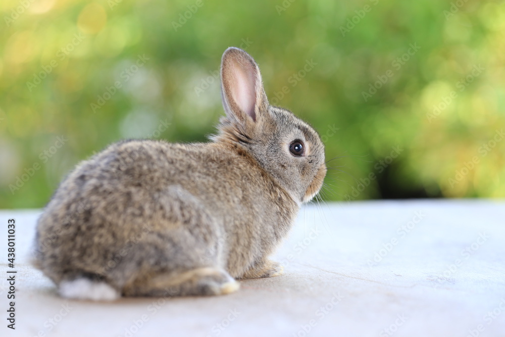 Fototapeta premium Young baby rabbit is on wood with green bokeh nature background. Adorable and cute new born rabbit .