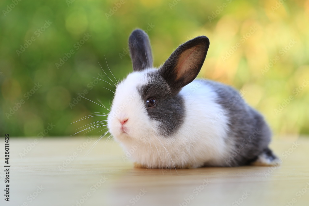 Young baby rabbit is on wood with green bokeh nature background. Adorable and cute new born rabbit . Young baby rabbit is on wood with green bokeh nature background. Adorable and cute new born rabbit .