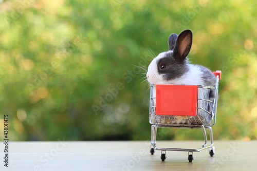 Lovely young baby rabbit with shoppng cart for pet, is on wood with green bokeh nature background. Adorable and cute new born rabbit as shoping online concept.