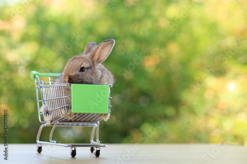 Lovely young baby rabbit with shoppng cart for pet, is on wood with green bokeh nature background. Adorable and cute new born rabbit as shoping online concept. photo