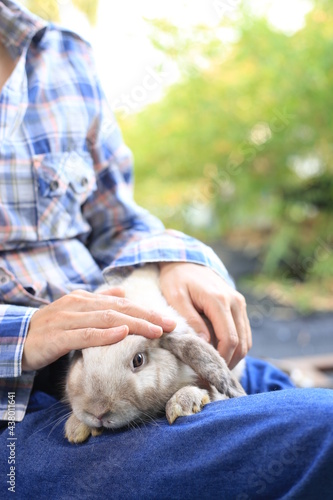 Adorable adult rabbit in woman's arm with care and love tenderly. Farmer holds bunny and friendship in nature.