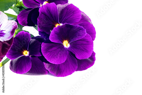 Blooming pansies close-up on an isolated white background for congratulations on a holiday, event, important date.  © Ludmila