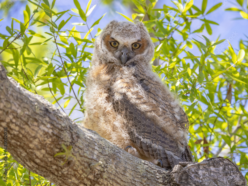 Fototapeta premium Great Horned Owl