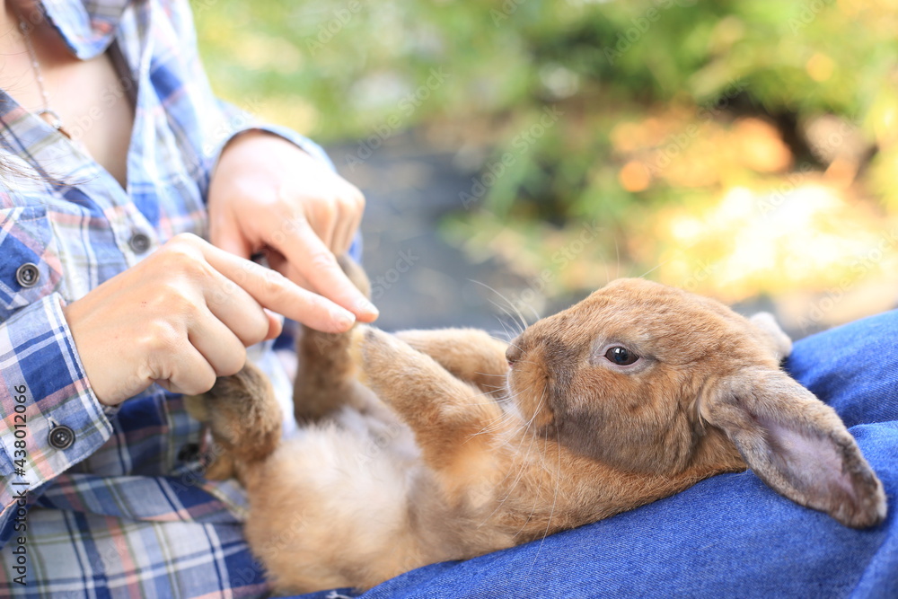 Adorable adult rabbit in woman's arm with care and love tenderly. Farmer holds bunny and friendship in nature. Adorable adult rabbit in woman's arm with care and love tenderly. Farmer holds bunny and friendship in nature.