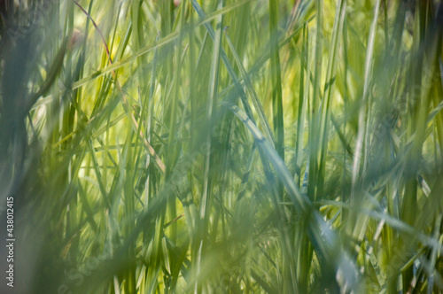 Obraz na płótnie Grass background with selective focus. Blurry background. w salonie