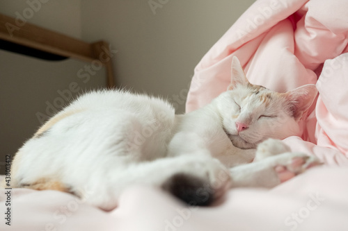 A white cat sleeping on a pink bed