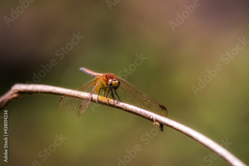 Red dragonfly on a leaf © mohdezzat