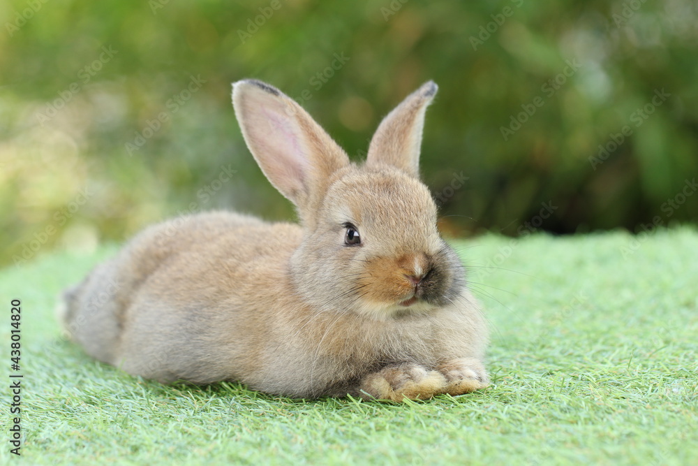 Cute litte rabbit on green grass with natural bokeh as background. Young adorable bunny playing in garden. Cute litte rabbit on green grass with natural bokeh as background. Young adorable bunny playing in garden.