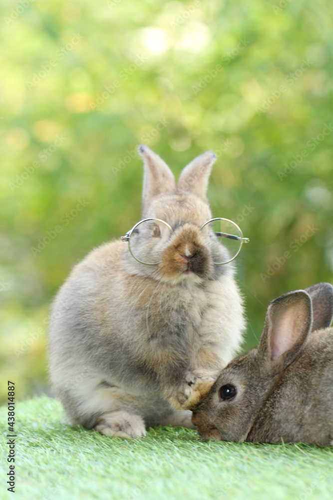 Student and school concept with cute litte rabbit wearing eyeglasses on green grass with natural bokeh as background. Young adorable bunny playing in garden. Student and school concept with cute litte rabbit wearing eyeglasses on green grass with natural bokeh as background. Young adorable bunny playing in garden.