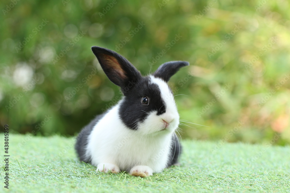 Cute litte rabbit on green grass with natural bokeh as background. Young adorable bunny playing in garden. Cute litte rabbit on green grass with natural bokeh as background. Young adorable bunny playing in garden.