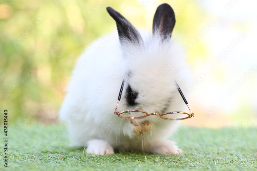 Cute litte rabbit wearing eyeglasses on green grass with natural bokeh as background. Young adorable bunny playing in garden. Student and school idea. Cute litte rabbit wearing eyeglasses on green grass with natural bokeh as background. Young adorable bunny playing in garden. Student and school idea.