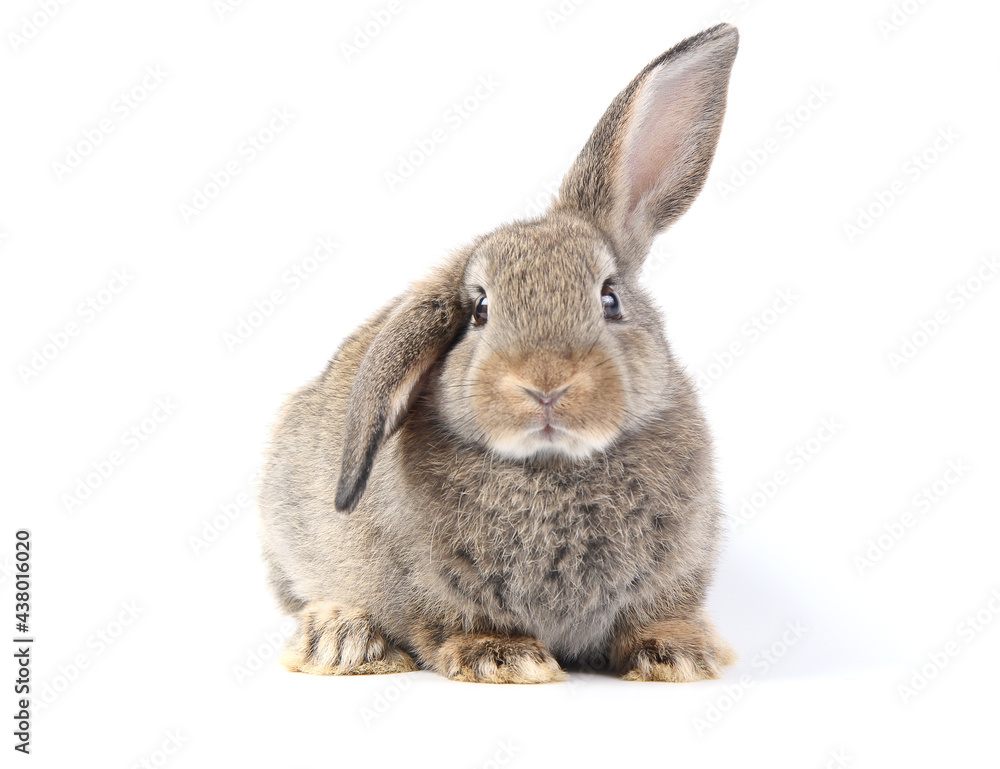 Obraz premium Young adorable bunny sits on white background. Cute baby rabbit for Easter and new born celebretion. 2 months pet
