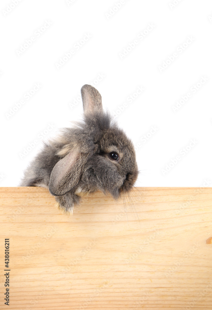 Fototapeta premium Young adorable bunny sits on white background. Cute baby rabbit for Easter and new born celebretion. 2 months pet