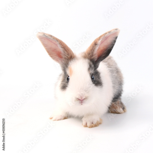 Young adorable bunny sits on white background. Cute baby rabbit for Easter and new born celebretion.  2 months pet