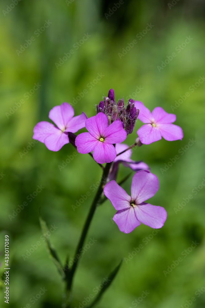 Bright pink cluster of Dame's Rocket wildflowers (Herpersis matronalis) in spring in Ontario with green blurred background