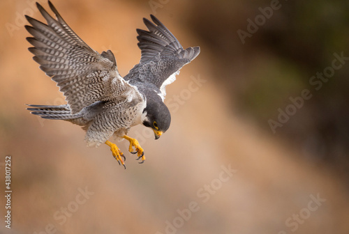 Peregrine falcon just about to land in San Pedro California seems like in hovering flight