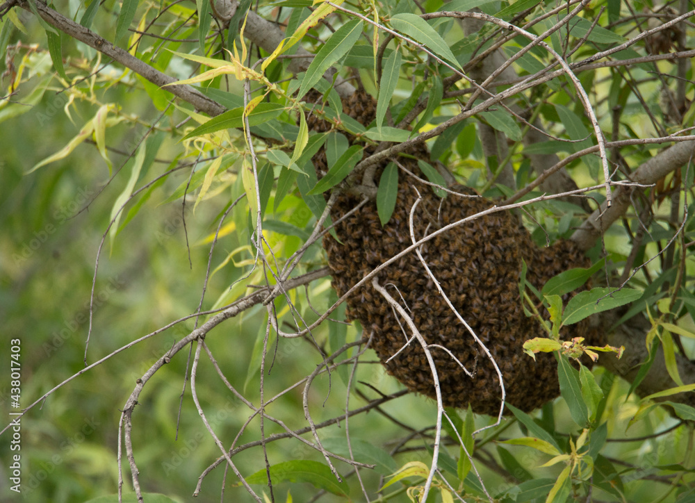 A large beehive in the Huntington Beach Central Park Southern California