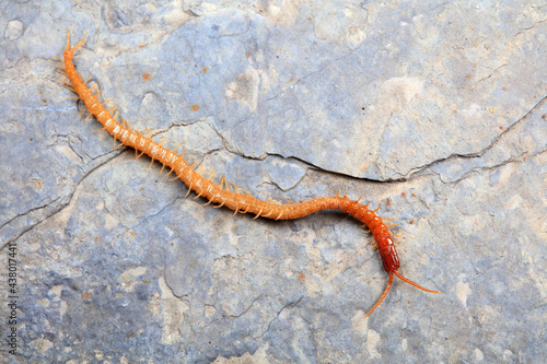 Centipedes crawling on rocks, North China