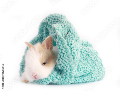 Little cute baby rabbit with small brown ears in green yarn kntting cloth on white background. Baby adorable bunny.