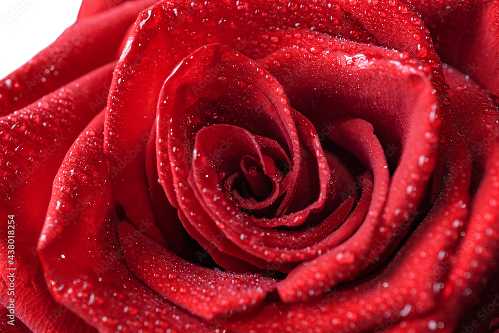Beautiful red rose with many camels on the petals on a white background. Macro photo Beautiful red rose with many camels on the petals on a white background. Macro photo