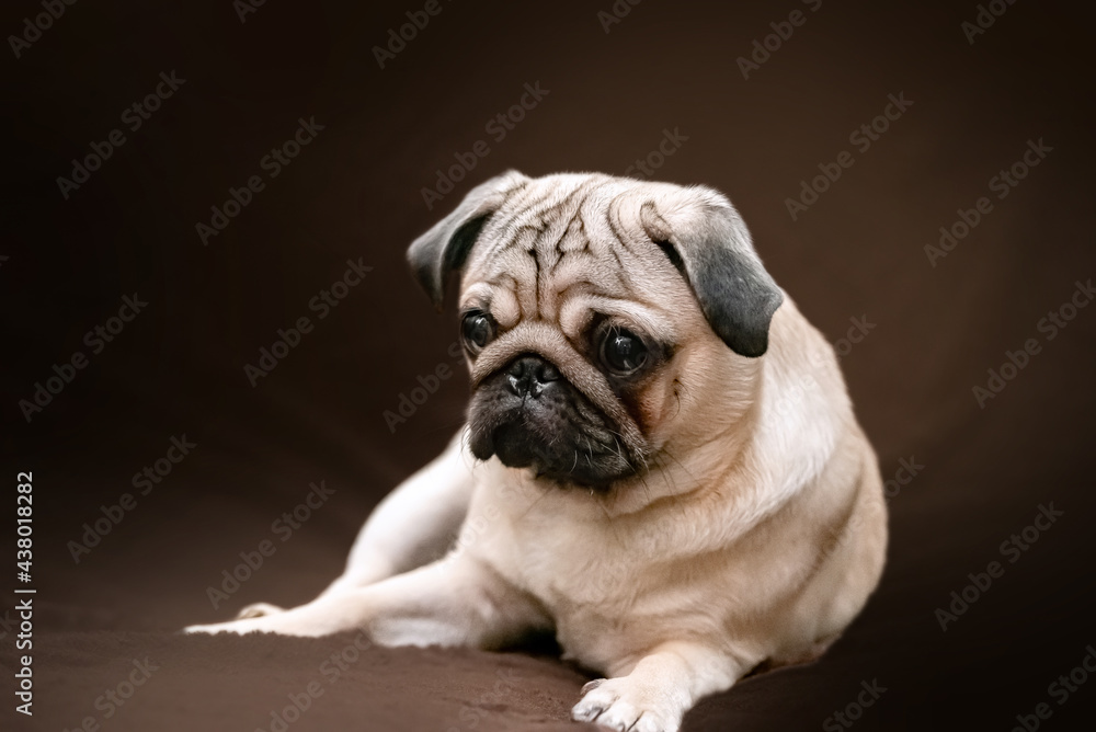 sad young pug on dark brown background