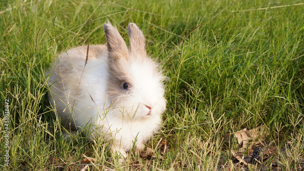Rabbit in green field and farm way. Lovely and lively bunny in nature with happiness. Hare in the forest. Rabbit in green field and farm way. Lovely and lively bunny in nature with happiness. Hare in the forest.