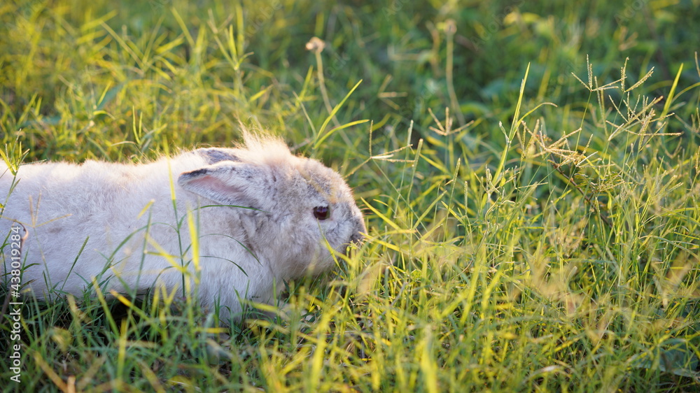 Rabbit in grass field in nautre. Bunny play lively in forest in sunset safely. Rabbit in grass field in nautre. Bunny play lively in forest in sunset safely.