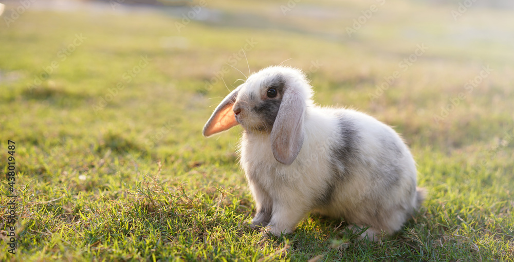 Rabbit in green field and farm way. Lovely and lively bunny in nature with happiness. Young rabbit in forest. Rabbit in green field and farm way. Lovely and lively bunny in nature with happiness. Young rabbit in forest.