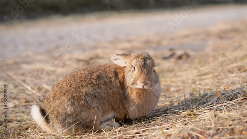 Rabbit in grass field in nautre. Bunny plaay lively in forest in sunset safely. photo