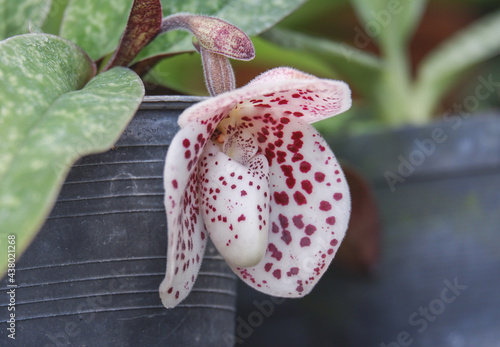 paphiopedilum bellatulum. lady slipper orchid with name is paphiopedilum bellatulum closeup