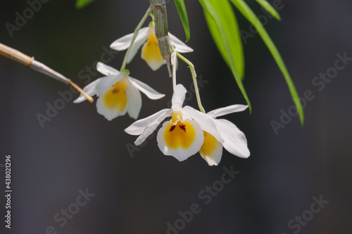 Dendrobium bensoniae orchids flower close up in nature.  beautiful white Orchids in botanic garden