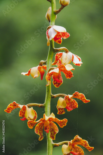 Vandopsis lissochiloides orchids flower close up in nature.  beautiful orange Orchids in botanic garden