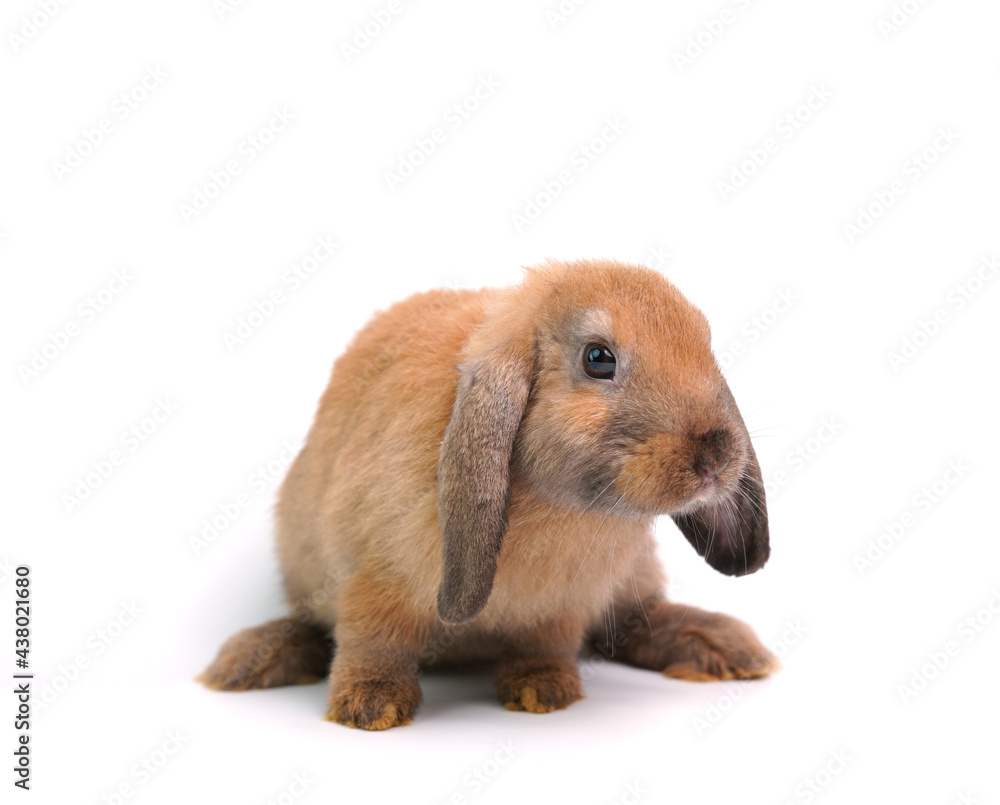 Baby adorable rabbit on white background. Young cute bunny in many action and color. Lovely pet with fluffy hair hare. Baby adorable rabbit on white background. Young cute bunny in many action and color. Lovely pet with fluffy hair hare.