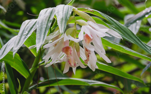 Thunia alba orchids flower close up in nature. beautiful white Orchids in botanic garden