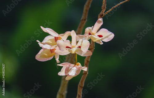 Dendrobium puchellum orchids flower close up in nature.  beautiful white Orchids in botanic garden