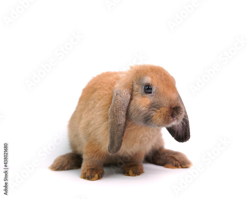 Baby adorable rabbit on white background. Young cute bunny in many action and color. Lovely pet with fluffy hair hare.