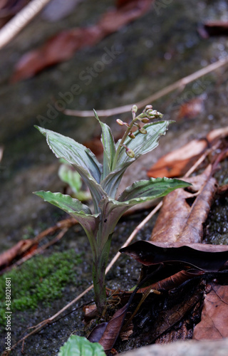Crepidium ovalisepalum. close up wild orchid in ther rainforest