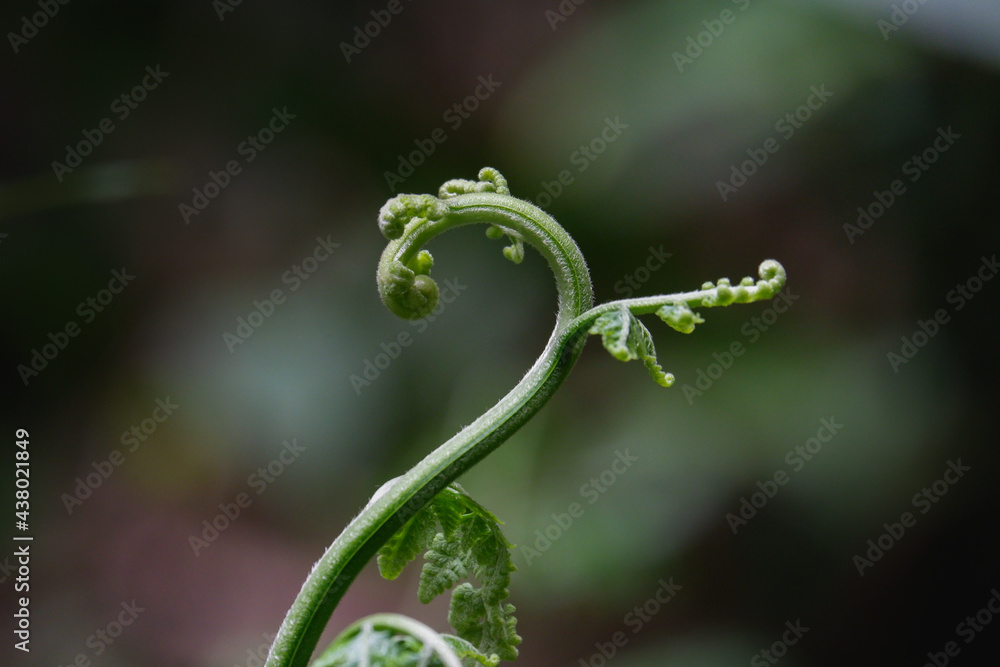 a beautiful green adiantum fern background a beautiful green adiantum fern background