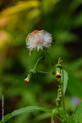 a beautiful dandelion flower blooming background