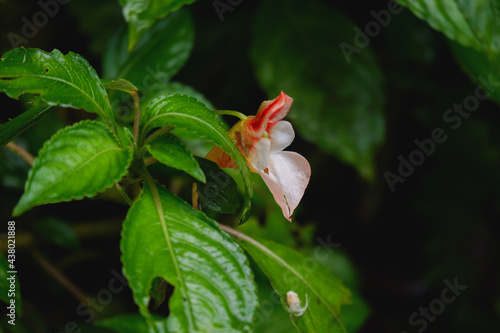 Impatiens pulchra is rare plant closeup blooming flower in nature