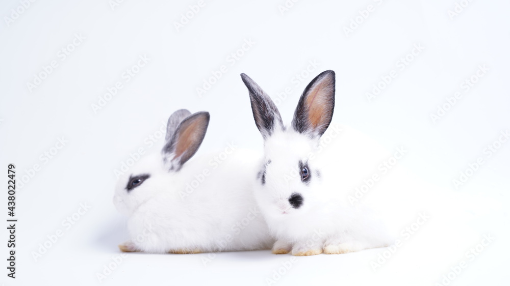 Baby white and black dot rabbit on white background. Cute little bunny as lovely pet. Baby white and black dot rabbit on white background. Cute little bunny as lovely pet.