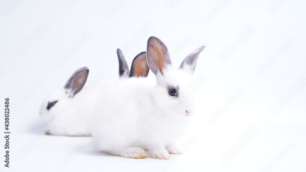 Fototapeta premium Baby white and black dot rabbit on white background. Cute little bunny as lovely pet.